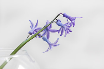 Flowers, Lilac, Flower, Petals, Branch HD wallpaper