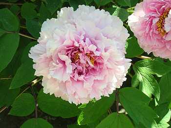 ๑๑ Splendid Pink Glow ๑๑, sunshine, sweet, splendid, garden, peony, spring, fresh, beauty, summer, pink, light, bright, love, green, clear, forever HD wallpaper