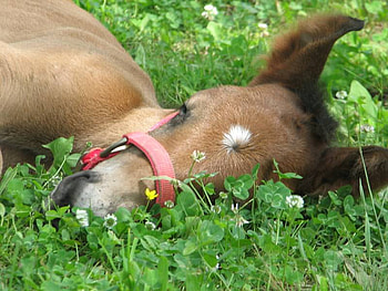 tired foal, foal, tired HD wallpaper