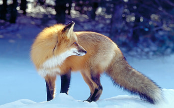 Animals, Fox HD wallpaper