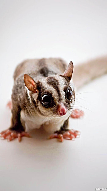 Sugar gliders , Nature's cuteness, Adorable creatures, for animal lovers HD phone wallpaper