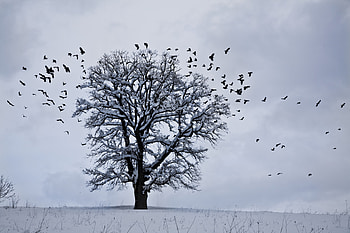 Winter, Nature, Birds, Snow, Wood, Tree HD wallpaper