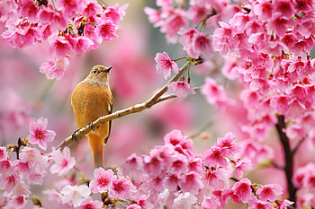 Bird Sitting On Cherry Blossom Tree , birds HD wallpaper