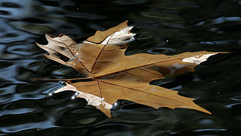 Water, Macro, Wet, Sheet, Leaf, Maple HD wallpaper