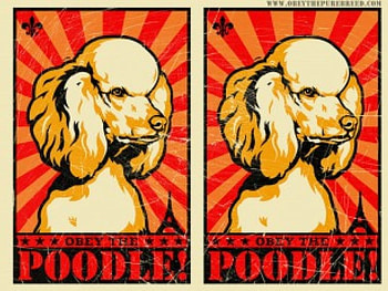 Obey Thy Poodle , pride, respect, poodles, kind HD wallpaper