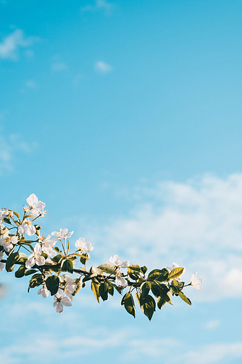 Flowers, Sky, Flower, Bloom, Flowering, Branch, Spring HD phone wallpaper