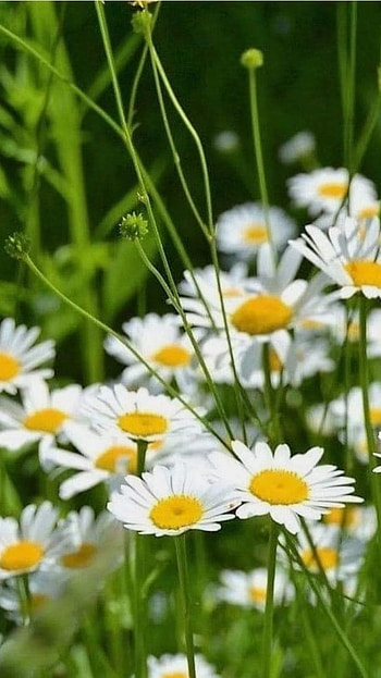 White Aster, Flowers HD phone wallpaper