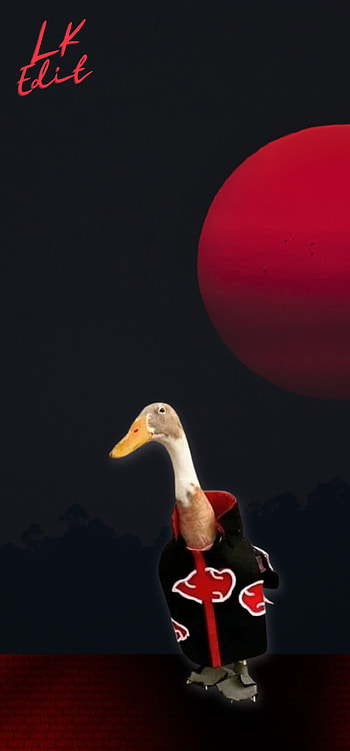 Akatduck, duck, Comic, meme HD phone wallpaper