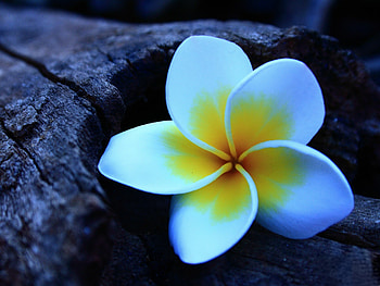 Plumeria , Floral elegance, Nature's color palette, Blooming beauty HD wallpaper