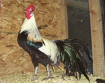 Rooster , farm, black, gold, rooster HD wallpaper