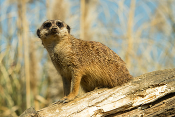 Animals, Sight, Opinion, Animal, Meerkat, Surikat HD wallpaper