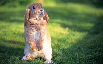 Animals, Grass, Stroll, Fright, Rabbit HD wallpaper