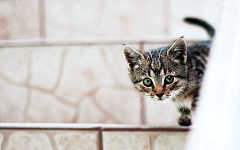 Animals, Kitty, Kitten, Muzzle, Peek Out, Look Out HD wallpaper