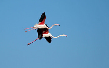 Flamingos, blue, wings, white, flamingo, black, bird, flying, red, sky HD wallpaper
