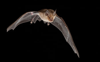 Animals, Flight, Darkness, Wings, Bat HD wallpaper