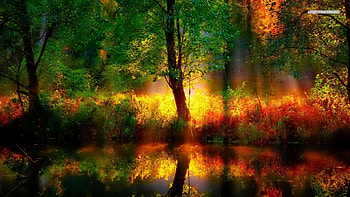 Fall Colors in the Forest, autumn, forests, nature, reflections HD wallpaper