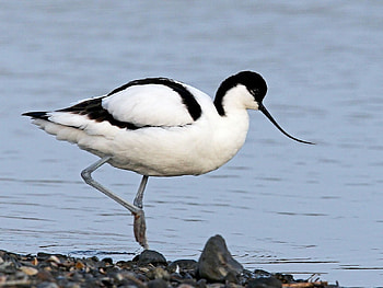 Avocet, Seabirds, Sea Birds, RSPB HD wallpaper