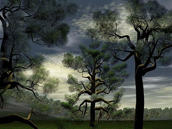 Forest, trees, forests HD wallpaper