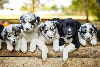 Puppies, animal, dog, puppy, australian shepherd, cute, paw, caine HD wallpaper