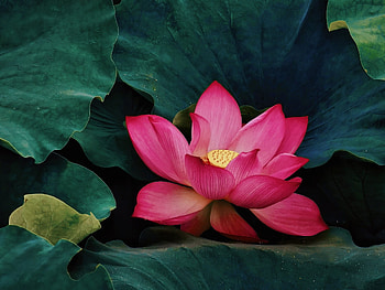 Lotus, Leaves, Flower, Pink HD wallpaper