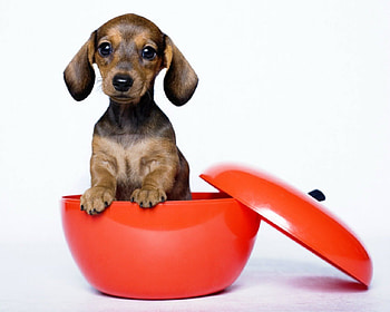 Cute pup, dog, cute, pet, animals HD wallpaper