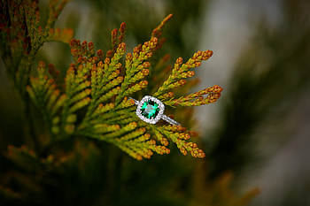 Rock, Plant, Macro, Stone, Ring HD wallpaper