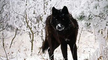 Black wolf cool backgrounds amazing best . HD wallpaper