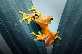 Frog Closeup, frog, animals, closeup HD wallpaper