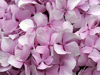For the lovely Sweetie1310, friendship, pink, flowers, special HD wallpaper