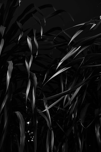 Leaves, Plant, Bw, Chb HD phone wallpaper