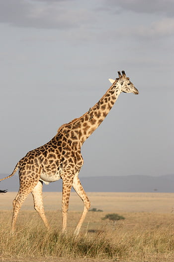 A giraffe walking gracefully across the African savanna under clear blue skies. HD phone wallpaper