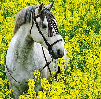 Gold Spring, spanish, andalusian, horses, grey, meadow HD wallpaper