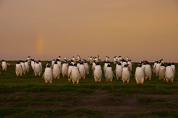 Penguins, Falkland Islands, white, black, penguins, rainbow, crowd, sky HD wallpaper