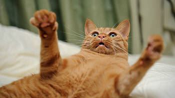 Animals, Cat, To Lie Down, Lie, Movement, Traffic, Play, Paws HD wallpaper