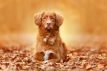 Animals, Autumn, Dog, Foliage HD wallpaper