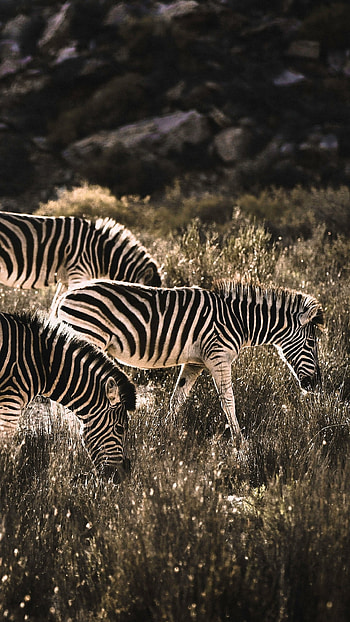 Majestic creature, Black and white stripes, African grasslands, Nature's masterpiece HD phone wallpaper