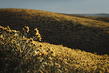 Flowers, Field, Hills HD wallpaper