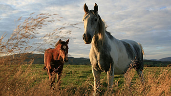 Animals, Grass, Horses, Couple, Pair, Stroll HD wallpaper