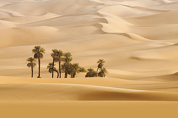 Landscape, desert, palm trees HD wallpaper