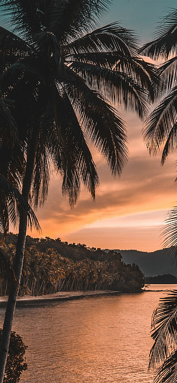 Best tree , Nature's wonders, Majestic trees, Breathtaking views HD phone wallpaper