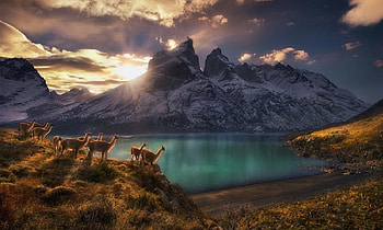 Guanacos, breathtaking, Llamas, Mountains, lake, scenic, clouds, nature, Calming, sunset HD wallpaper
