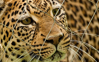 Animals, Leopard, Spotted, Spotty, Grid, Predator HD wallpaper