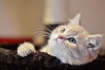 Cute British Shorthair kitten with fluffy fur and curious eyes lounging indoors. HD wallpaper