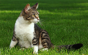 Animals, Grass, Cat, To Lie Down, Lie HD wallpaper