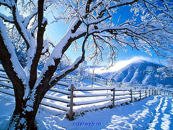 Snowy Tree, white, sparkling, snow, icy, cold, trees HD wallpaper