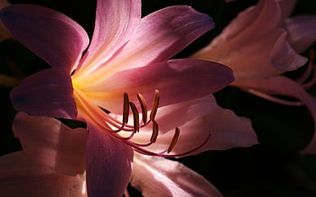 Pink lilies, pink, flowers, dark, lily HD wallpaper