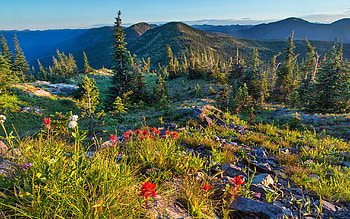 Wildflowers In The Whitefish Range, Montana, hills, blossoms, nountains, trees, sky, usa HD wallpaper