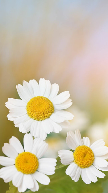 Beautiful mobile , Daisy inspiration, The XO factor, backgrounds HD phone wallpaper