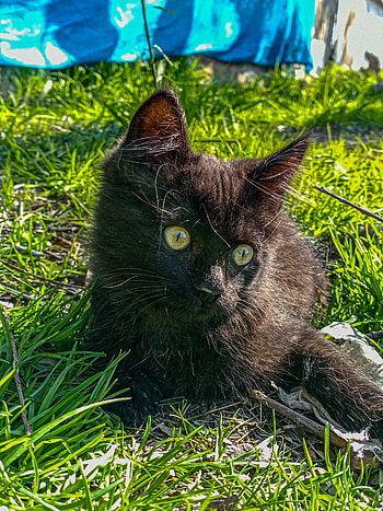 Michis, gatos, bigotes HD phone wallpaper