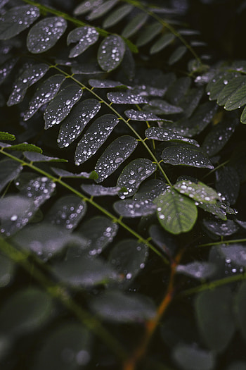 Leaves, Drops, Macro, Stem, Stalk HD phone wallpaper